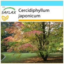 SAFLAX Geschenk Set - Lebkuchenbaum - Cercidiphyllum - 200 Samen