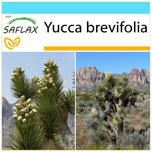 SAFLAX Geschenk Set - Joshua Tree - Yucca - 10 Samen