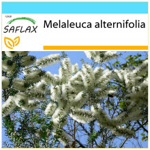 SAFLAX Geschenk Set - Australischer Teebaum - Melaleuca - 400 Samen