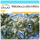 SAFLAX Geschenk Set - Australischer Teebaum - Melaleuca - 400 Samen 1