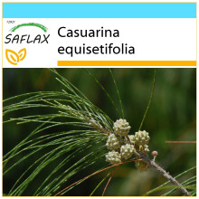 SAFLAX Geschenk Set - Känguruhbaum - Casuarina - 200 Samen