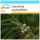 SAFLAX Geschenk Set - Känguruhbaum - Casuarina - 200 Samen 1