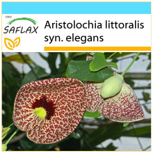 SAFLAX Geschenk Set - Gespensterpflanze - Aristolochia - 80 Samen