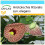 SAFLAX Geschenk Set - Gespensterpflanze - Aristolochia - 80 Samen 1