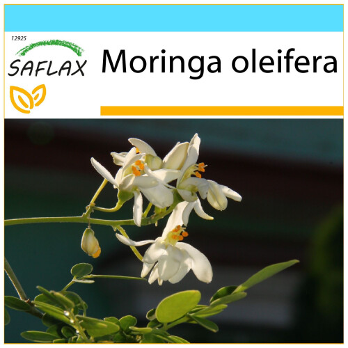 SAFLAX Geschenk Set - Moringa - Moringa - 10 Samen