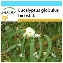 SAFLAX Geschenk Set - Eucalyptus (bicostata) - Eucalyptus - 100 Samen