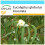 SAFLAX Geschenk Set - Eucalyptus (bicostata) - Eucalyptus - 100 Samen 1