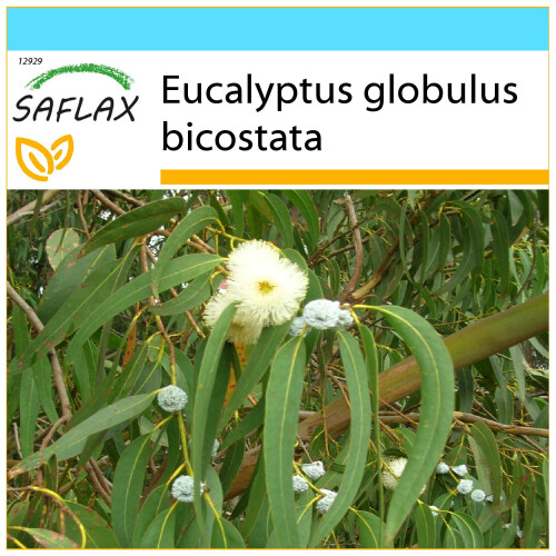 SAFLAX Geschenk Set - Eucalyptus (bicostata) - Eucalyptus - 100 Samen