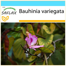 SAFLAX Geschenk Set - Orchideenbaum - Bauhinia - 8 Samen