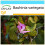 SAFLAX Geschenk Set - Orchideenbaum - Bauhinia - 8 Samen 1