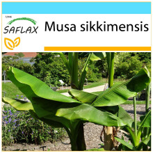 SAFLAX Geschenk Set - Darjeeling - Banane - Musa - 5 Samen