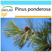 SAFLAX Geschenk Set - Goldkiefer - Pinus - 20 Samen