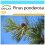 SAFLAX Geschenk Set - Goldkiefer - Pinus - 20 Samen 1
