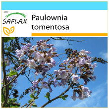 SAFLAX Geschenk Set - Blauglockenbaum - Paulownia - 200 Samen