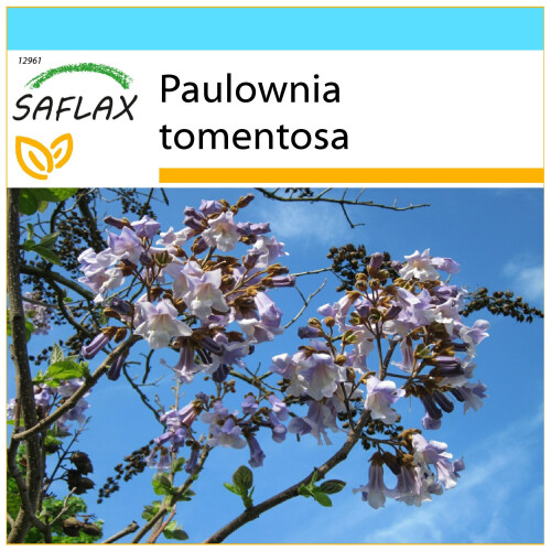 SAFLAX Geschenk Set - Blauglockenbaum - Paulownia - 200 Samen