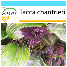 SAFLAX Geschenk Set - Fledermausblume - Tacca - 10 Samen