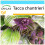 SAFLAX Geschenk Set - Fledermausblume - Tacca - 10 Samen 1