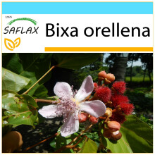 SAFLAX Geschenk Set - Lippenstiftstrauch - Bixa - 20 Samen