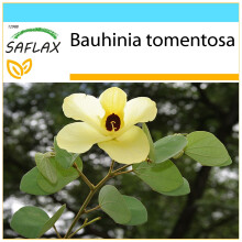 SAFLAX Geschenk Set - Gelber Orchideenbaum - Bauhinia - 30 Samen