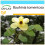 SAFLAX Geschenk Set - Gelber Orchideenbaum - Bauhinia - 30 Samen 1