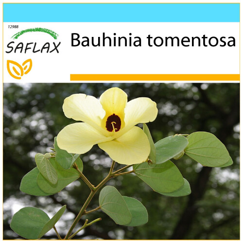 SAFLAX Geschenk Set - Gelber Orchideenbaum - Bauhinia - 30 Samen