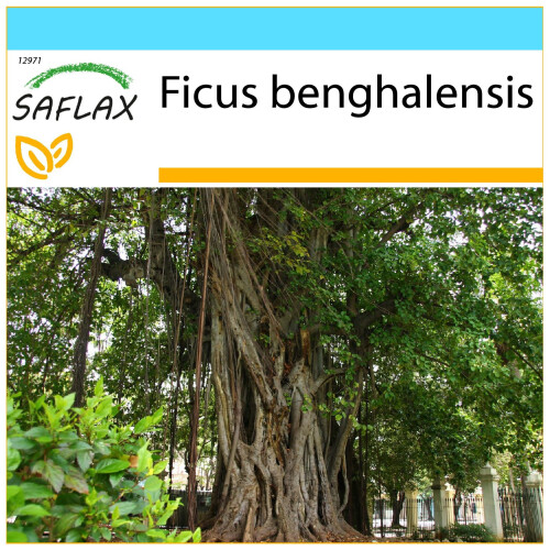 SAFLAX Geschenk Set - Würgefeige - Ficus - 20 Samen