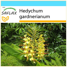 SAFLAX Geschenk Set - Schmetterlingsblume - Hedychum - 10 Samen