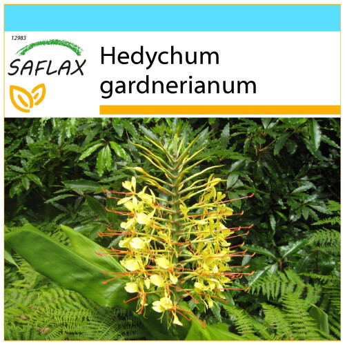 SAFLAX Geschenk Set - Schmetterlingsblume - Hedychum - 10 Samen