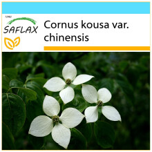 SAFLAX Geschenk Set - Asiatischer Hartriegel - Cornus - 30 Samen