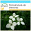 SAFLAX Geschenk Set - Asiatischer Hartriegel - Cornus - 30 Samen 1