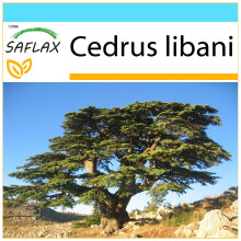 SAFLAX Geschenk Set - Libanonzeder - Cedrus - 20 Samen