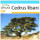 SAFLAX Geschenk Set - Libanonzeder - Cedrus - 20 Samen 1