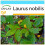 SAFLAX Geschenk Set - Gewürzlorbeerbaum - Laurus - 6 Samen 1