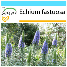 SAFLAX Geschenk Set - Blauer Natternkopf - Echium - 100 Samen