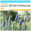 SAFLAX Geschenk Set - Blauer Natternkopf - Echium - 100 Samen 1