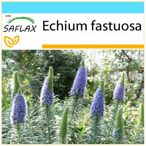 SAFLAX Geschenk Set - Blauer Natternkopf - Echium - 100 Samen