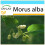 SAFLAX Geschenk Set - Weißer Maulbeerbaum - Morus - 200 Samen 1