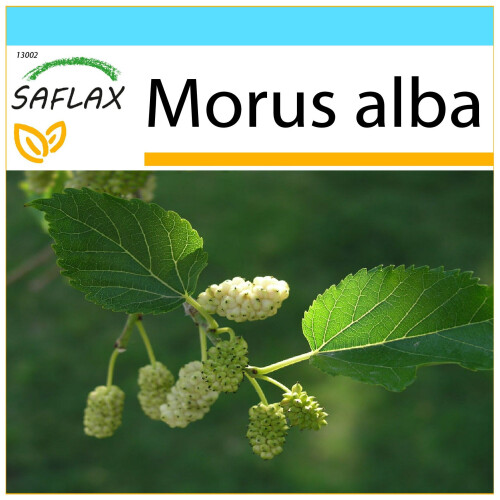 SAFLAX Geschenk Set - Weißer Maulbeerbaum - Morus - 200 Samen