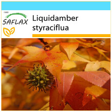 SAFLAX Geschenk Set - Amberbaum - Liquidamber - 100 Samen