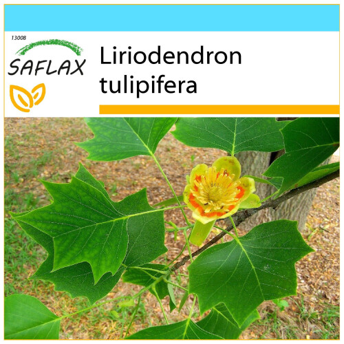 SAFLAX Geschenk Set - Echter Tulpenbaum - Liriodendron - 20 Samen