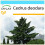 SAFLAX Geschenk Set - Himalaya Zeder - Cedrus - 35 Samen 1