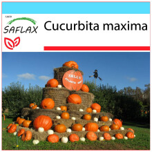 SAFLAX - Gift Set - Pumpkin - Atlantic Giant - 7 seeds - With gift box, card, label and potting substrate - Cucurbita maxima