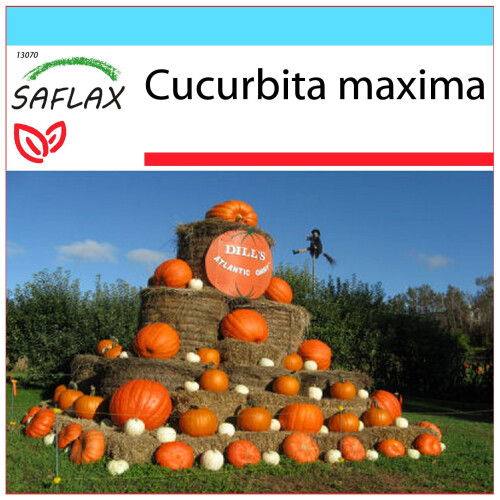 SAFLAX Geschenk Set - Kürbis – Giant - Cucurbita - 7 Samen