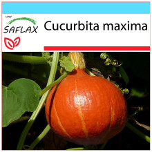 SAFLAX - Gift Set - Pumpkin - Japanese Hokkaido - 10 seeds - With gift box, card, label and potting substrate - Cucurbita maxima