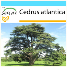 SAFLAX Geschenk Set - Atlaszeder - Cedrus - 20 Samen
