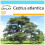 SAFLAX Geschenk Set - Atlaszeder - Cedrus - 20 Samen 1