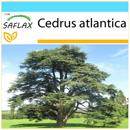 SAFLAX Geschenk Set - Atlaszeder - Cedrus - 20 Samen
