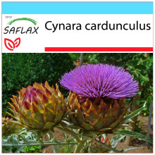 SAFLAX Geschenk Set - Spanische Artischocke - Cynara - 50 Samen