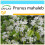 SAFLAX Geschenk Set - Felsenkirsche - Prunus - 30 Samen 1