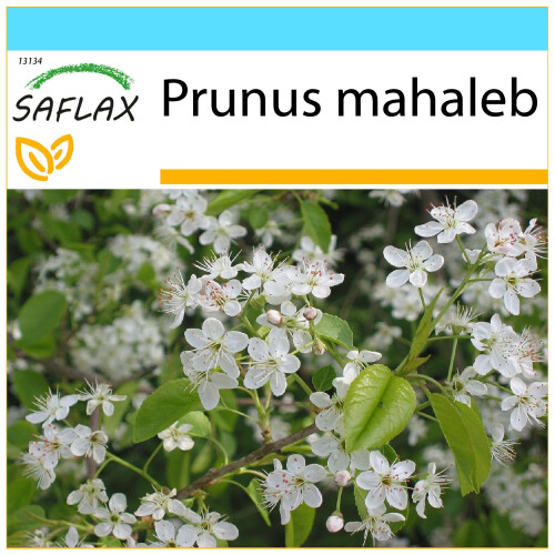 SAFLAX Geschenk Set - Felsenkirsche - Prunus - 30 Samen